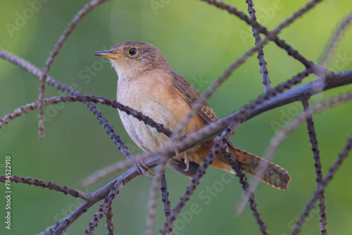 Tropical bird known as the 