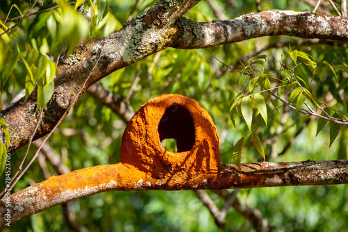 Clay nest of the João de Barro bird on the branch of the tree. Cerrado biome photo