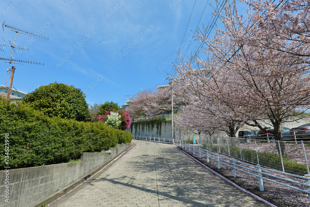 横浜市旭区の桜が見れるいい感じの道路
