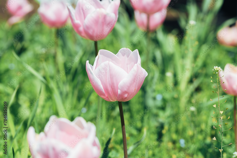 Naklejka premium 農業公園に咲く美しいチューリップ