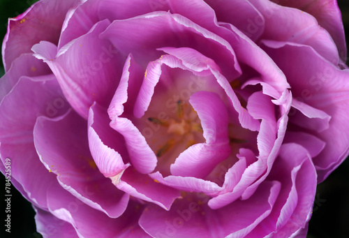 bright purple tulip close-up. top view