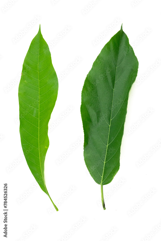 Obraz premium Leaves are placed on a white background.