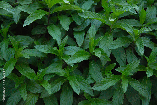 Mint grows in the garden in spring in April photo
