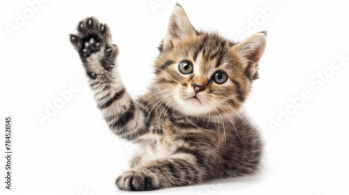 A kitten is playing with its paw and looking at the camera