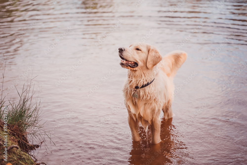 golden retriever happily waits for a command while standing in the water of a pond