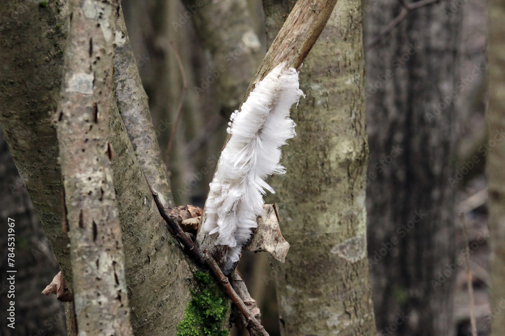Hair Ice (Exidiopsis effusa) on dead tree branch, the fungus that makes this unusual natural phenomenon- mysterious hair ice on wood that looks like an angel hair in crystallization process. Hair Ice (Exidiopsis effusa) on dead tree branch, the fungus that makes this unusual natural phenomenon- mysterious hair ice on wood that looks like an angel hair in crystallization process.