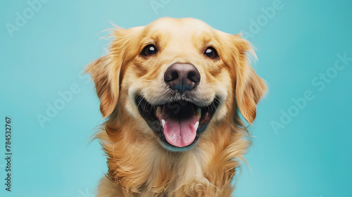 Happy golden retriever dog on blue background