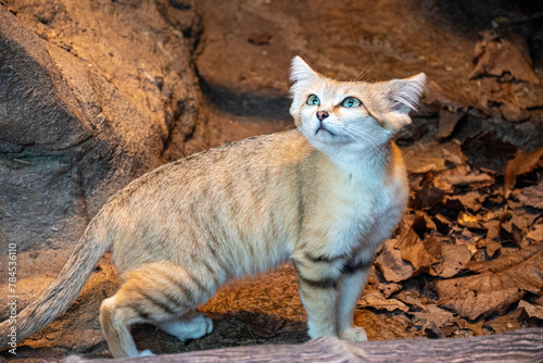 Sand cat on the rocks looking inquisitive