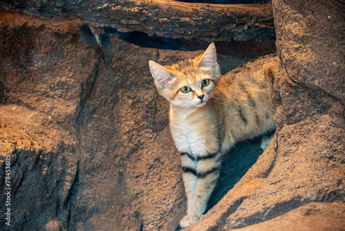 Photography Sand cat on the rocks