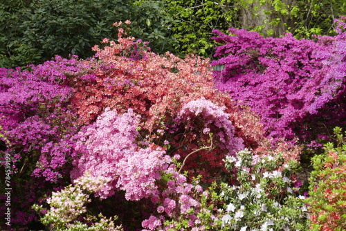 PInk rhodendron flowers photo