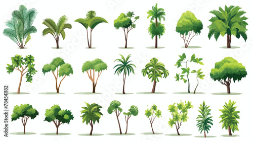 Trees isolated on white background tropical trees i