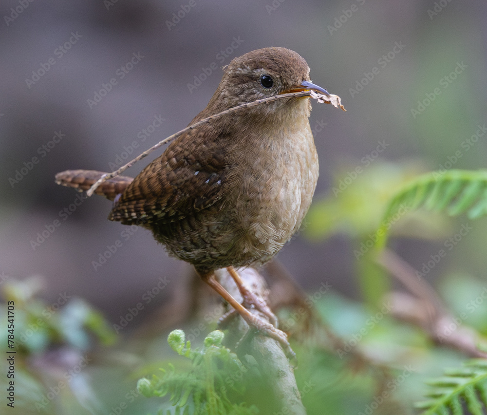 Eurasian Wren, very small and spectacular bird making its nest in the spring! Eurasian Wren, very small and spectacular bird making its nest in the spring!