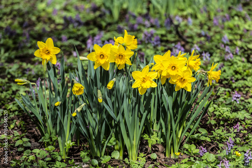 Yellow tubular daffodils in the park in early spring