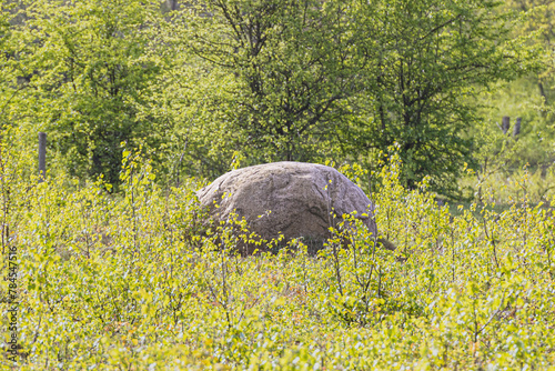 An erratic boulder from the Ice Age