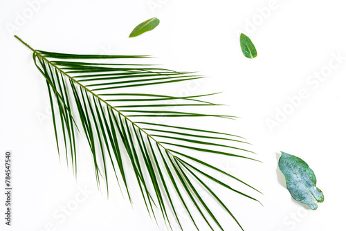 Beautiful natural exotic green leaves. White background.