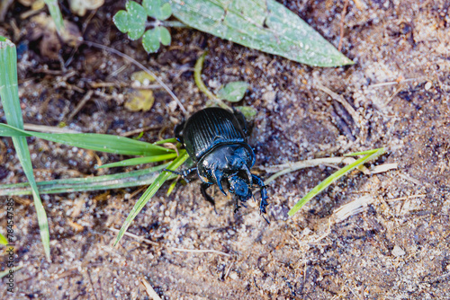 A black beetle crawls across a path