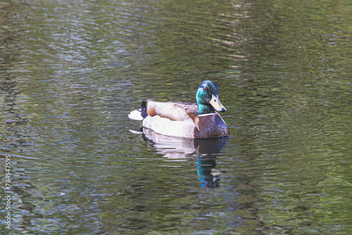 A duck swims on a pond