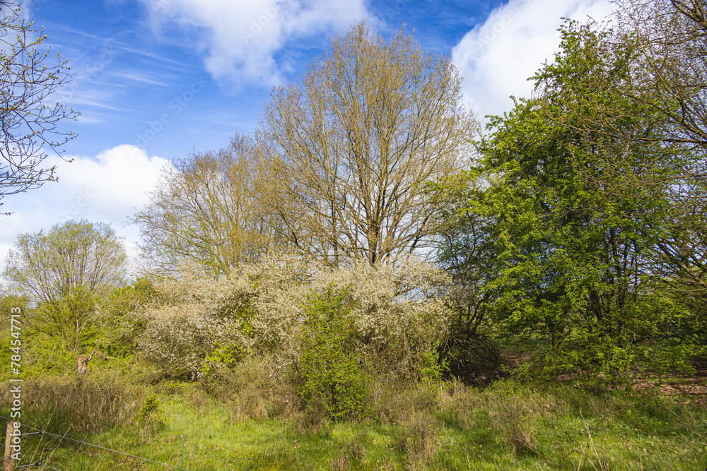 Group of trees in the Höltigbaum nature reserve