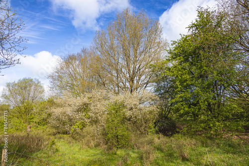 Group of trees in the Höltigbaum nature reserve