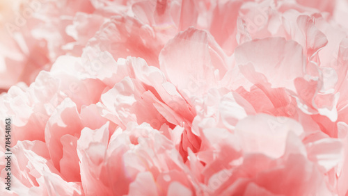 Fotografie Peony flowers spring holiday flowery aesthetic nature close up pattern,  botanic