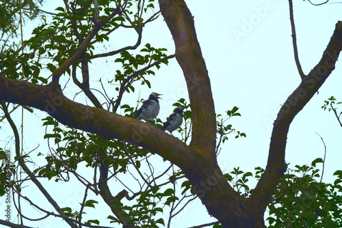 Gracupica nigricollis couple resting and chatting in the tree © yunjung