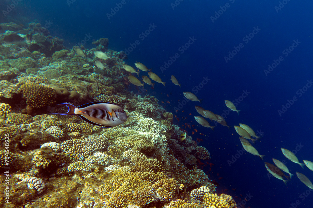 Fototapeta premium A nice photo of coral reef