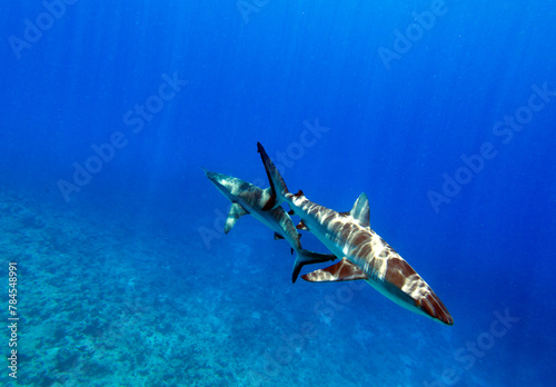 Photo of a shark © mauriziobiso