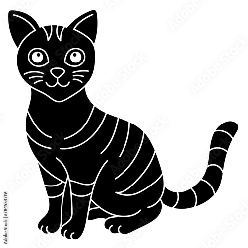 american shorthair
