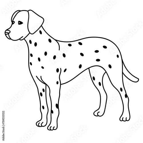 dalmatian