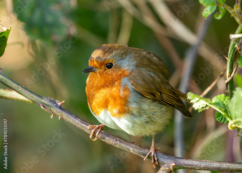 Canvas Print Robin Red Breast (Erithacus rubecula) - Europe, western Asia & North Africa