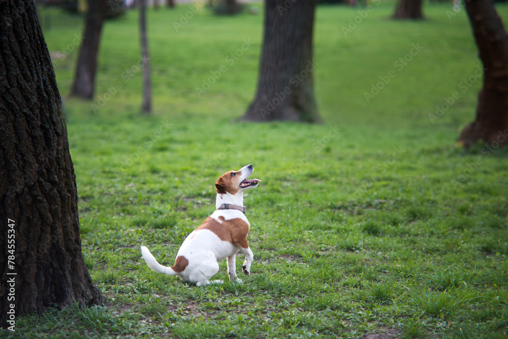 jack russell terrier in park 