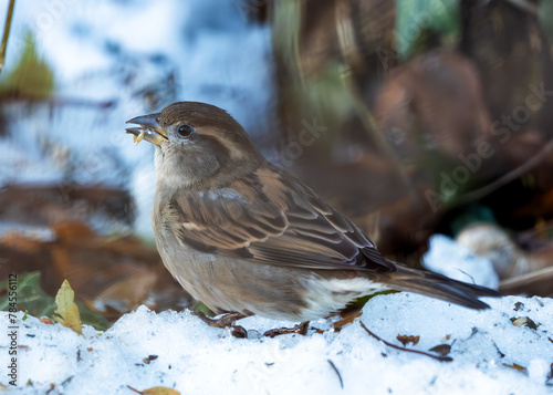Photography House Sparrow (Passer domesticus) - Found worldwide