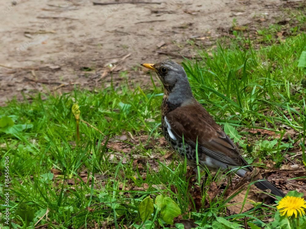 robin on the grass robin on the grass