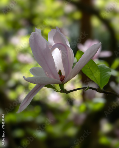 Closeupo of open flower of Magnolia  Pinkie  in a garden in Spring