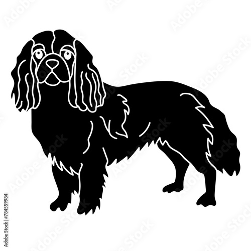 cavalier king charles spaniel