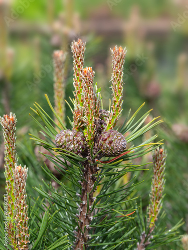 Closeup of needles and cones of Pinus mugo 'Humpy' in a garden in Spring photo