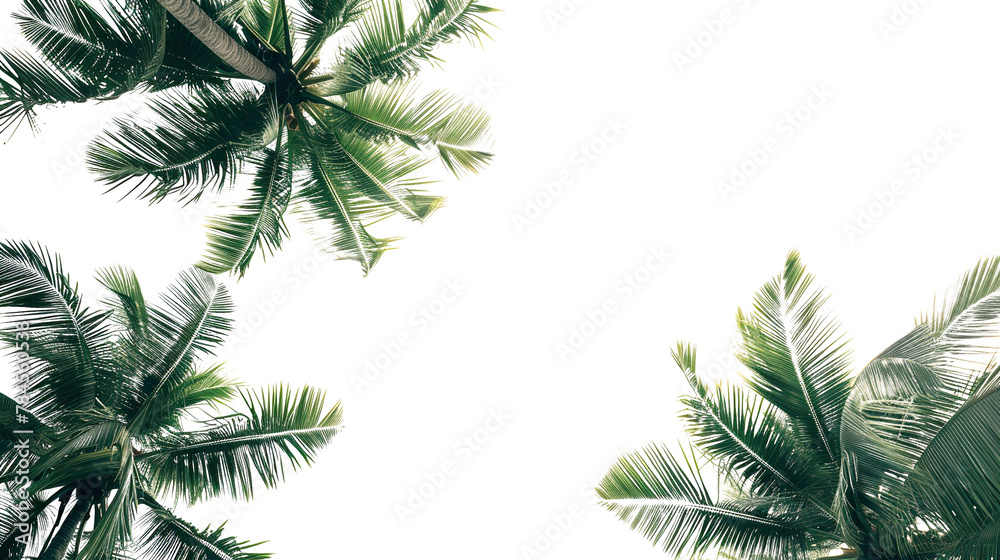 coconut leaves on white background