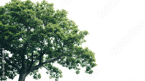 a tree on a white background