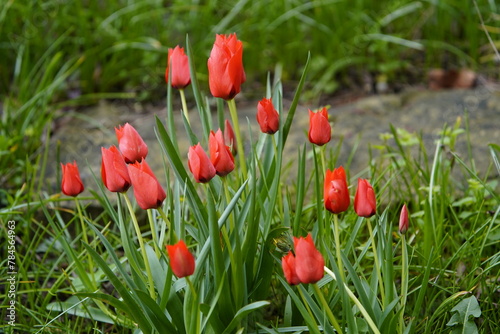 Batalinii tulip ,Red Hunter tulip,. Liliaceae family. Hanover – Berggarten, Germany. photo