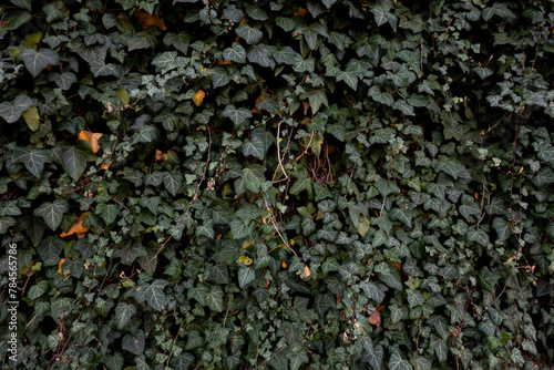 Background of Dark Ivy Leaves. Wall Overgrown with Ivy in the Cloudy Day Light. Lush Green Climber.	
