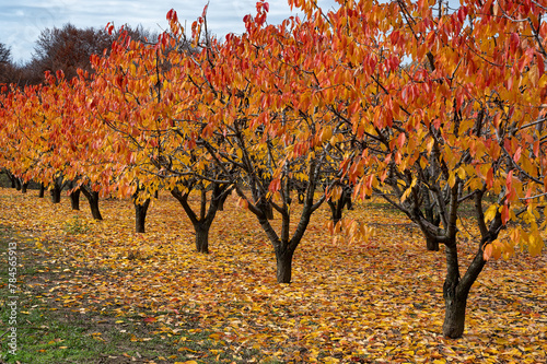 Fruit trees with red leaves during autumn in northern Greece