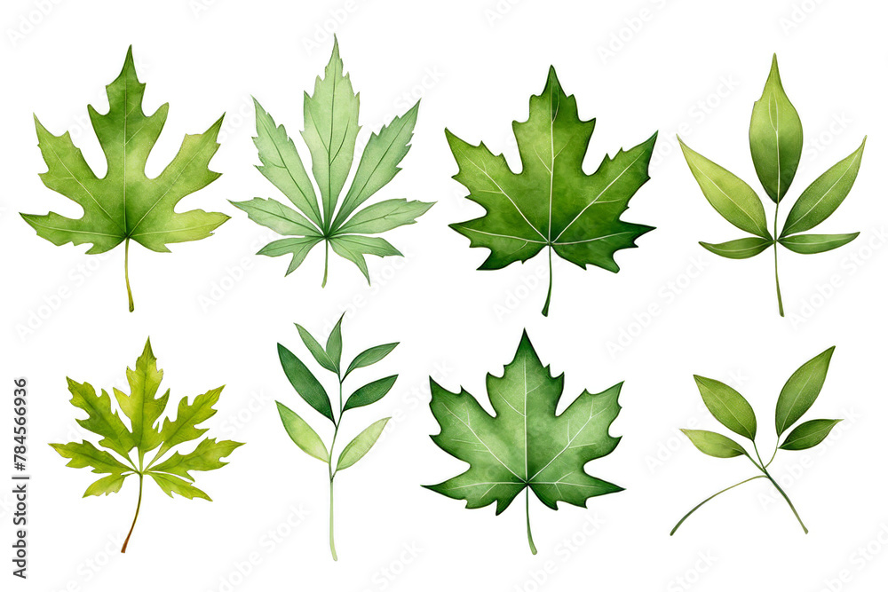 Set of maple leaves in sage green colors watercolor illustration, foliage clipart, leaves isolated, nature Set of maple leaves in sage green colors watercolor illustration, foliage clipart, leaves isolated, nature