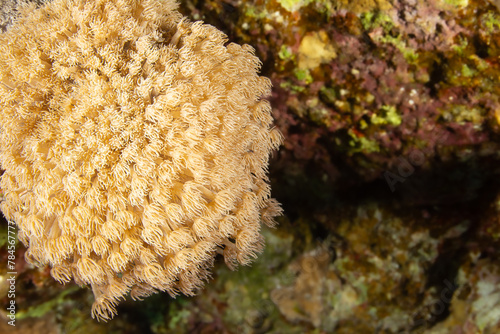 Softcorals on a uderwater rock photo