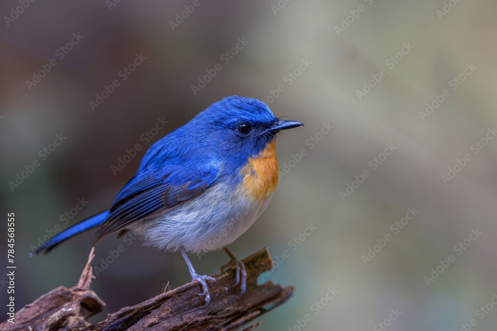 beautiful blue bird Blue-throated Blue Flycatcher