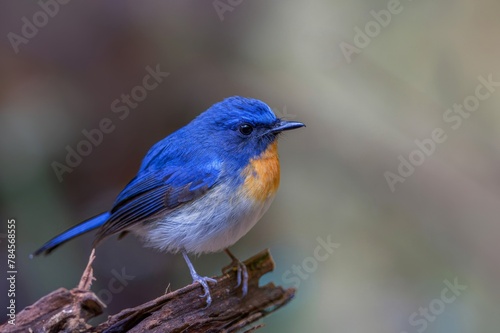 beautiful blue bird Blue-throated Blue Flycatcher