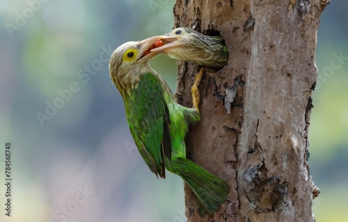 Beautiful green bird in nature Lineated Barbet  photo