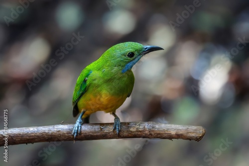 Beautiful green bird in nature Orange-bellied Leafbird. photo