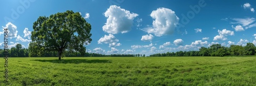Panoramic view of green field with single large tree under blue sky with fluffy clouds. Copy space.