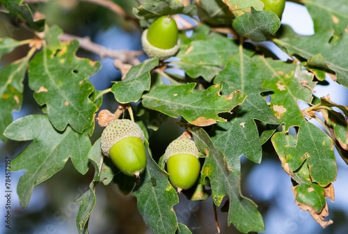 photos of natural fruits and a variety of acorns