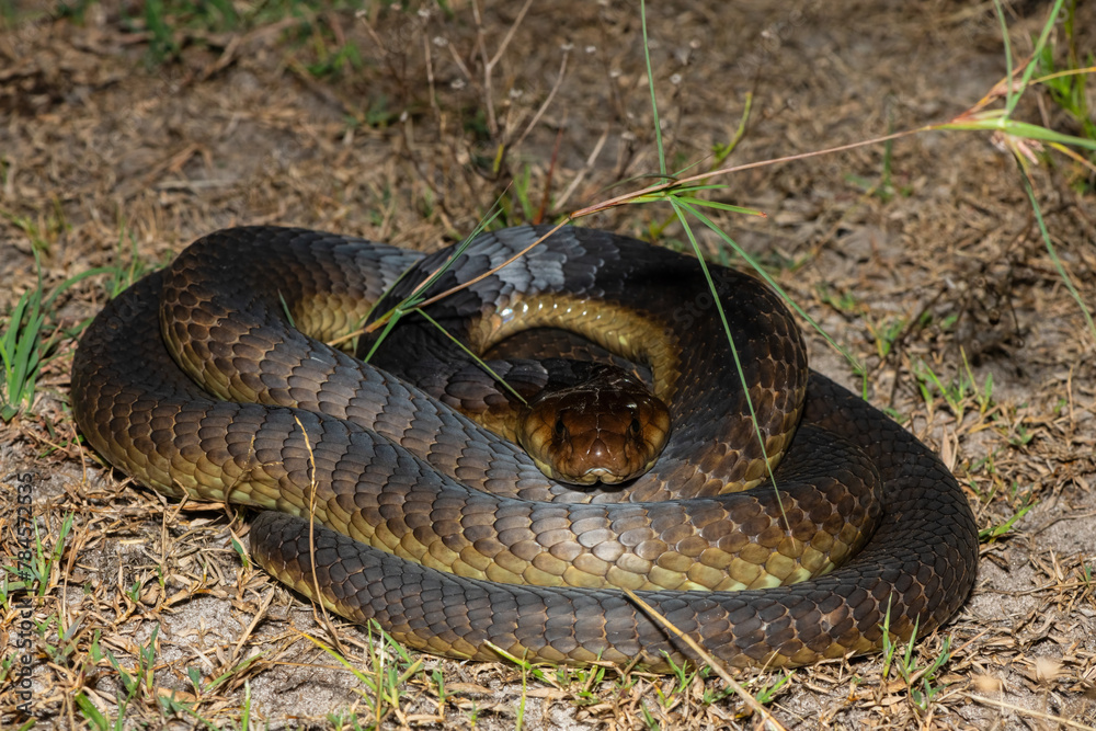 Obraz premium Closeup of a deadly adult Anchieta’s Cobra (Naja anchietae) in the wild